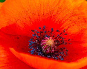 Macro Poppy Photo: Vibrant Summer Garden Art (Digital Download)