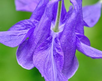 Purple Columbine Macro Photo: High-Res Flower Art (Digital Download)