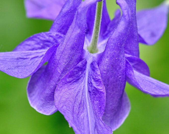 Stunning Purple Columbine Macro Photo Download – High Res Flower Art, Garden Lover Gift and Instant Download print ready , Boho Cottage Art