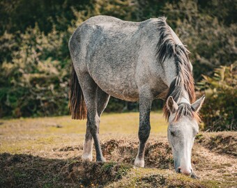 New Forest Pony Print: White Horse Grazing, Countryside Wall Art (Digital Download)