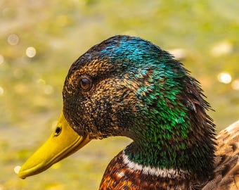 Mallard Duck Print: Iridescent Green Head, Wildlife Photography (Digital Download)