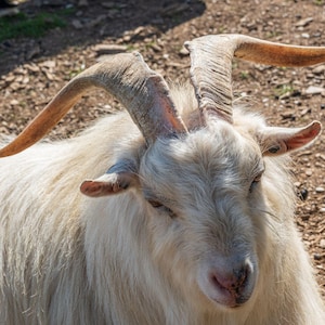 Horned Ibex Goat Photo: High-Res Fine Art Print (Instant Download)