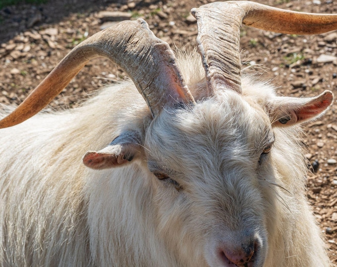 Horned White Ibex Goat Photo Download – High Res Fine Art, Animal Lover Gift, Boho Cottage Wall Art, Instant Download