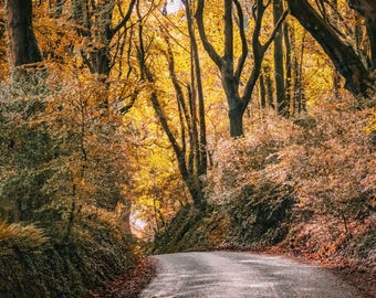 Autumn Landscape Photo: Devon Country Road (Instant Download)
