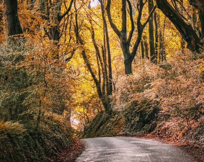 Autumn colour  photo Devon, instant download landscape art