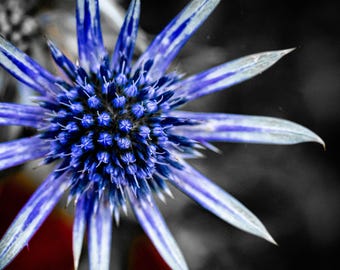 Amethyst Eryngo Photo Print: Purple Wildflower Botanical Art (Digital Download)