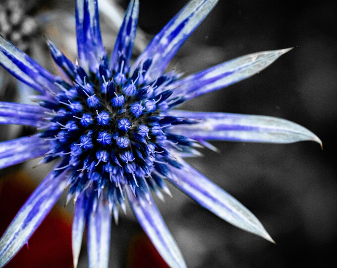 Photo Download Stunning Amethyst Eryngo | Purple Wildflower Art Print | Botanical Wall Decor Gift for Her | High-Res Floral Instant Download