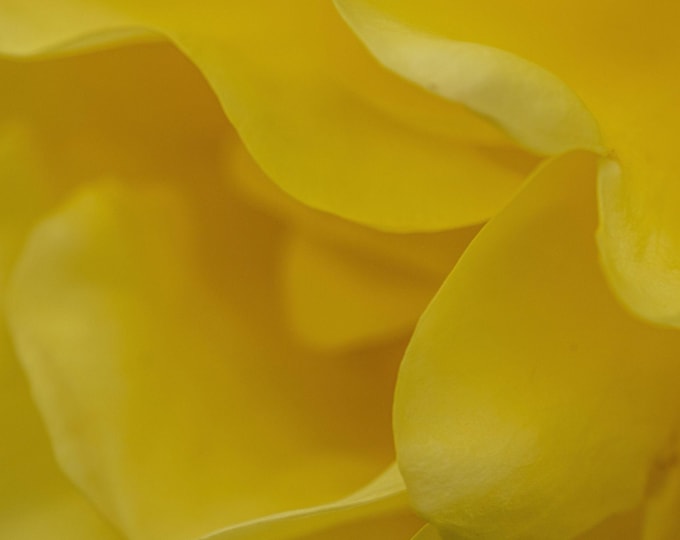 Macro Photo of Yellow Rose Petals - Close Up Flower Print - Instant Download