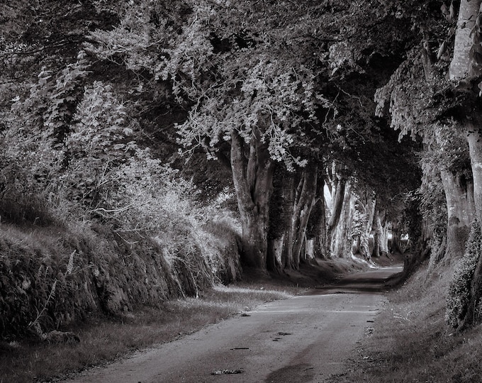 Dartmoor national park Devon with wooded road  black and white photograph digital download, wall art unframed, home decor, wall art