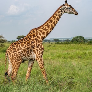 May include: A tall giraffe with a long neck and brown and tan patterned coat stands in a grassy field. The giraffe is walking, with its head held high. The background includes green grass, trees, and a cloudy sky.