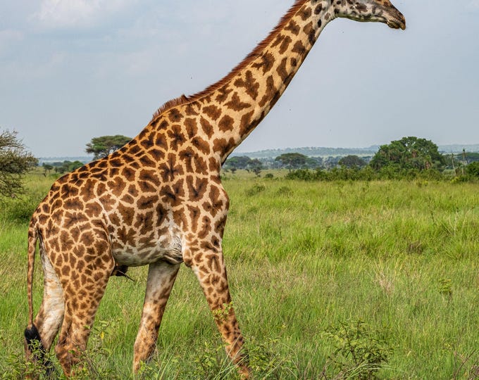 Elegant Giraffe on African Plains | Serengeti Wildlife Photo | Travel Wall Art | Instant Download | Safari Animal Lover Gift High Res