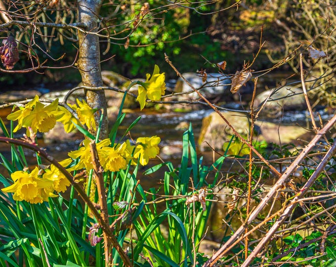 Photo Instant Download Dartmoor Scene Spring Stream and Daffodils, countryside Lover Gift High Def Fine Art Wall Art  print For Her