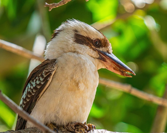 Kookaburra in Rainforest Photo Download, Queensland Bird Lover Gift, High Res Fine Art Wall Decor