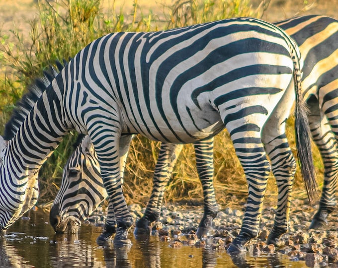 Zebra Photo Instant Dnload Safari Wildlife Photography African Animal Serengeti Tanzania Zebra Gift Souvenir Nature Travel East Africa