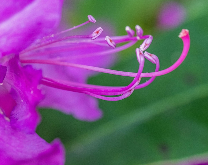 Rhododendron  Close-Up - Purple Floral Photography Digital Download Decor For Her Wild Flower Lover Print Ready Fine Art High Res