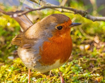 Robin Fine Art Photo Print: Countryside Boho Wall Decor (Digital Download)