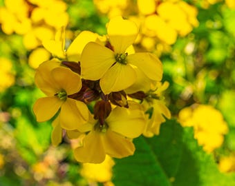 Yellow Wallflower Close-Up Print: Boho Cottagecore Floral Art (Instant Download)