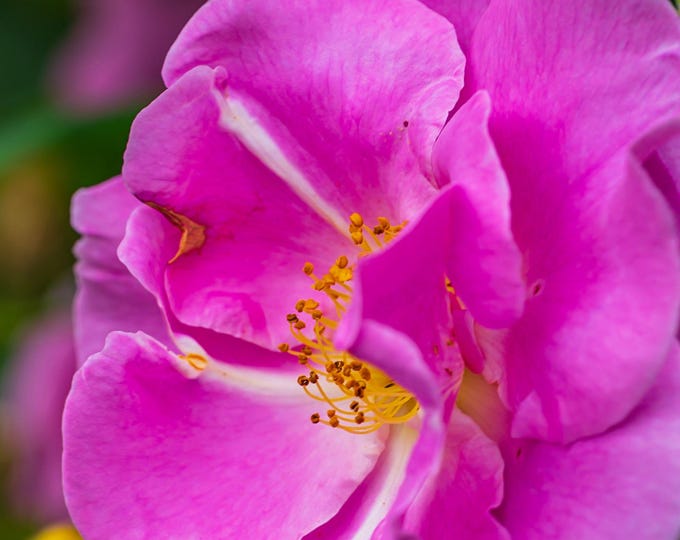 Stunning Beauty Pink Rose Macro Photo Download | High-Res Floral Art Print | Romantic Flower Wall Decor Gift for Her | Instant Download