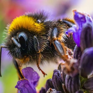 Op de afbeelding: Een close-up van een hommel met gele en zwarte strepen die stuifmeel verzamelt van een paarse bloem.