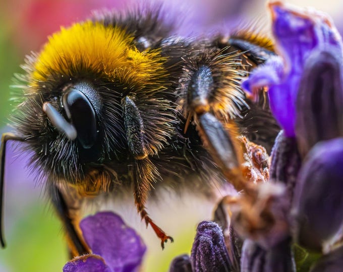Macro Photo of Bumble Bee on Lavender Bush - Nature Photography Digital Download - Botanical Art-gift print for her, bee decor fine art