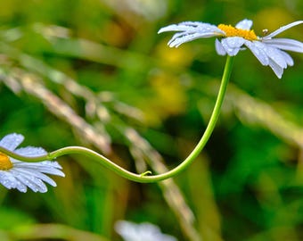 Daisy Photo Print: Dew Kissed Summer Flower Art (Digital Download)