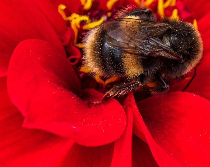 Photo Instant Download Close-Up Bee Inside Red Flower, Bee and Flower  Lover High Def Fine Art Decor gift Boho Cottage Core Print