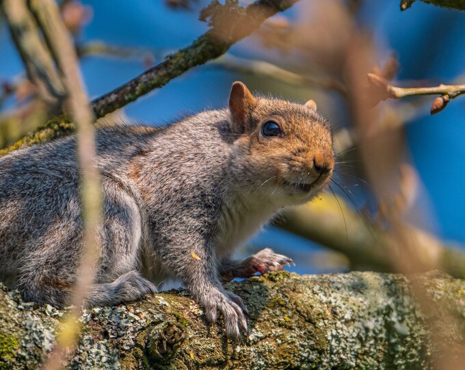 Cute Squirrel in Tree - Topsham Devon Wildlife Photo | Instant Digital Download