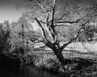 Black & White Winter Tree Photo: Devon Landscape Wall Art (Digital Download)