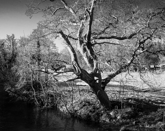 Dramatic Winter Tree in Sunlight Photo Download, Black & White Devon Scene, Perfect Wall Art Gift striking Fine Art High Res Print For Him