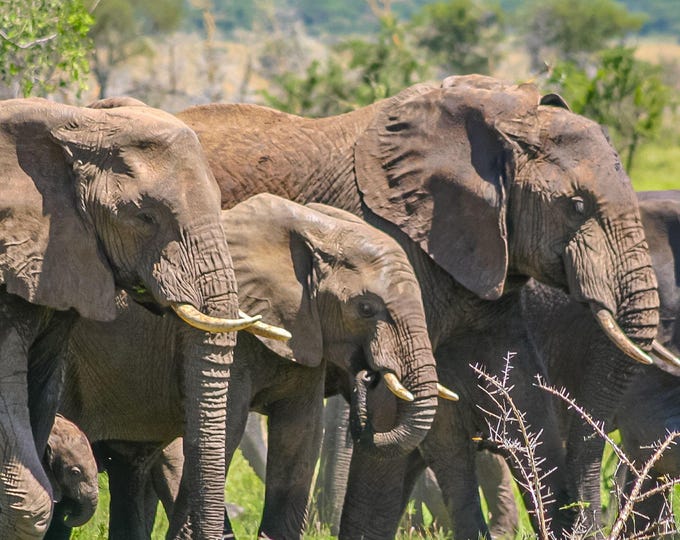 Majestic Elephant Herd Photo | Serengeti Wildlife Wall Art | African Plains Digital Download | Travel Lover Nature Print Decor, High Res
