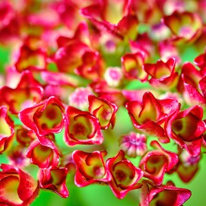Pode incluir: Close-up de um grupo de flores vibrantes vermelhas e amarelas com um fundo verde suave e desfocado.