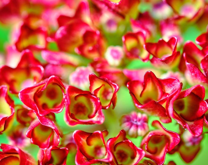 Red Hydrangea Macro Photo Download