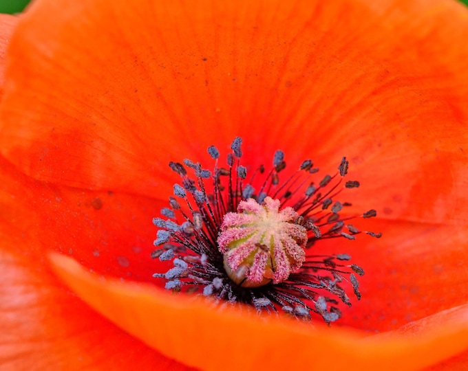 Macro Close-Up Red Poppy Photo Download – Stunning Floral Wall Art