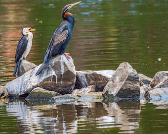 Seabirds on Rocks Photo Art: Coastal Nature Decor (Digital Download)