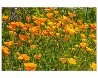 Orange Wildflowers Field Aluminium Wall Art