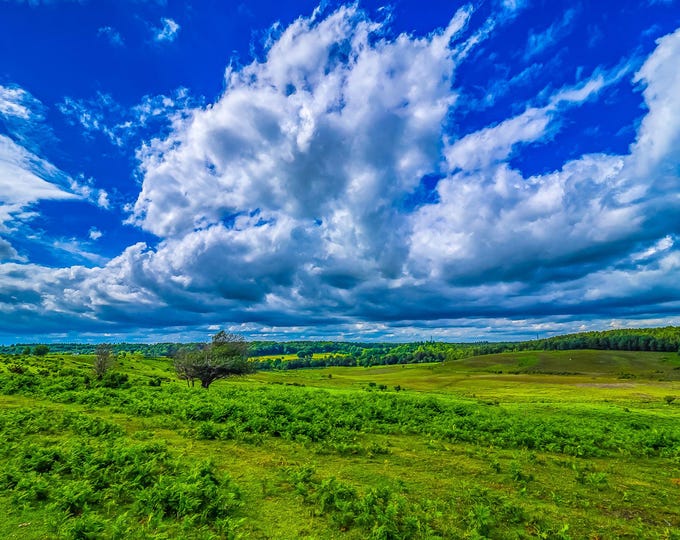 New Forest National Park Landscape - Wide Blue Sky Nature Photo - Instant Download