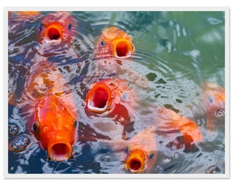 Bali Koi Fish Framed Print – Colourful Wall Art, Premium Matte Poster