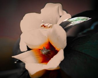 Loosestrife Macro Photo: Wildflower Botanical Print (Digital Download