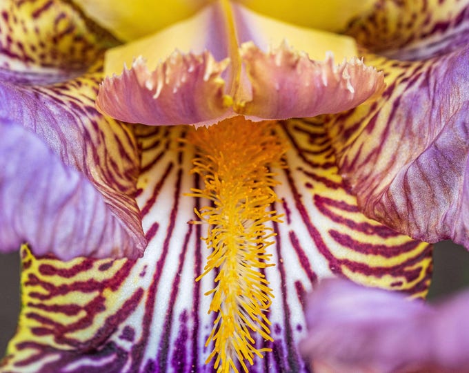 Iris Flower Photo Download  Close-Up – Purple & Yellow Floral Fine Art, High-Res Wall Decor, Garden Lover Gift