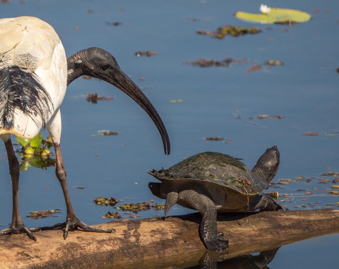 Ibis and Turtle, Tropical Gardens Queensland Australia, Wildlife Photo Download