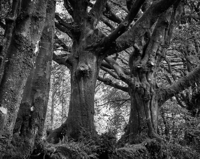 BW Photo Download Row of Oak Trees Devon Ancient Hill Fort