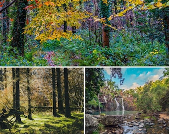 May include: A collage of three nature scenes. The top image shows a forest with vibrant yellow and orange leaves. The bottom left image depicts a sunlit forest floor. The bottom right image features a waterfall cascading into a pool.
