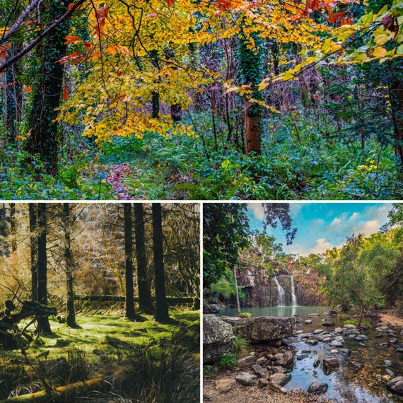 Forests Around The World