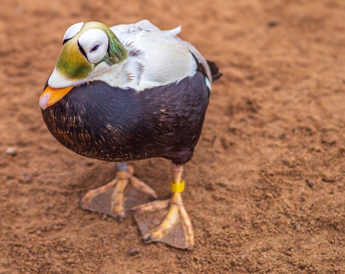High-Res Eider Duck by River Photo – Bird Lover Gift for Mom | Nature Wall Decor & Cottagecore Boho Fine Art Download