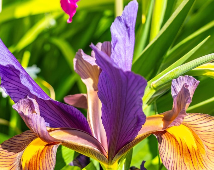 Blue Iris Flower Photo – Instant Download Fine Art Print | High-Res Floral Wall Art for Her | Cottagecore Boho Botanical Decor