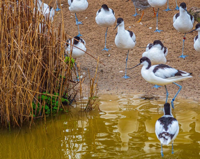 Flock of Avocets Photo Digital Download