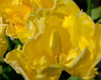 Yellow Eye Tulip Photo Download, Floral Wall Art Gift for Flower Lovers