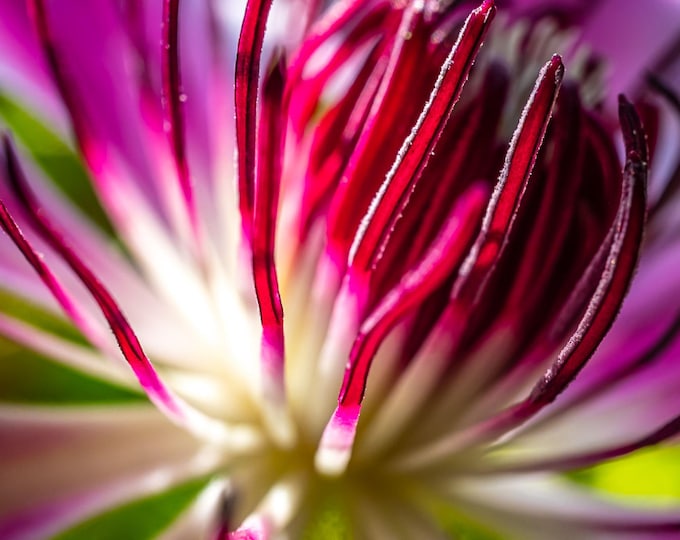 Close-Up Clematis Flower Photo Gift – High-Res Floral Wall Art | Instant Download Botanical Print, Cottagecore Boho Nature Decor