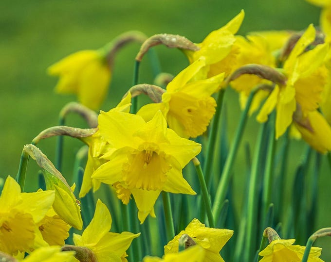 Yellow Daffodils Photo Download – Spring Flowers with Dew Drops – Nature Wall Art