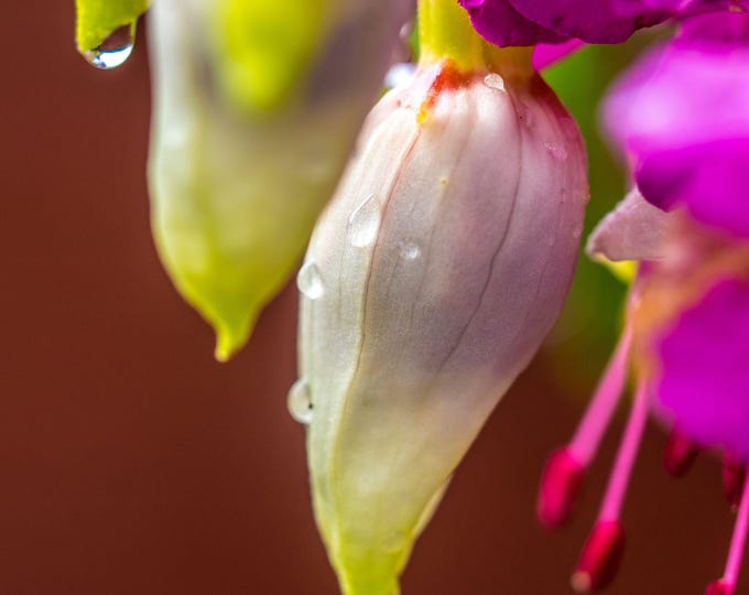 Pink Fuchsia Buds Rain Drops Photo | Digital Download, Unique Print Gift for Mom, Fine art High Res wall art Decor cottage garden art,
